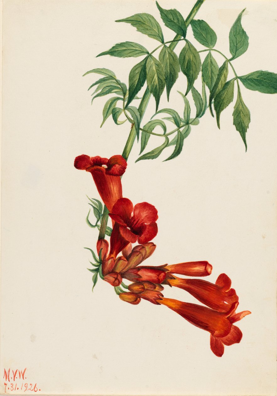 Trompetenblume (Bignonia radicans) von Mary Vaux Walcott