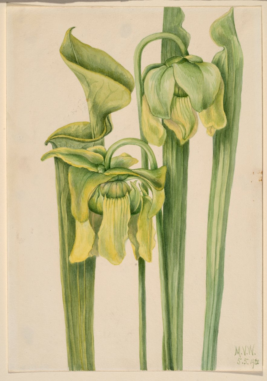 Trompetenblatt (Sarracenia flava) von Mary Vaux Walcott