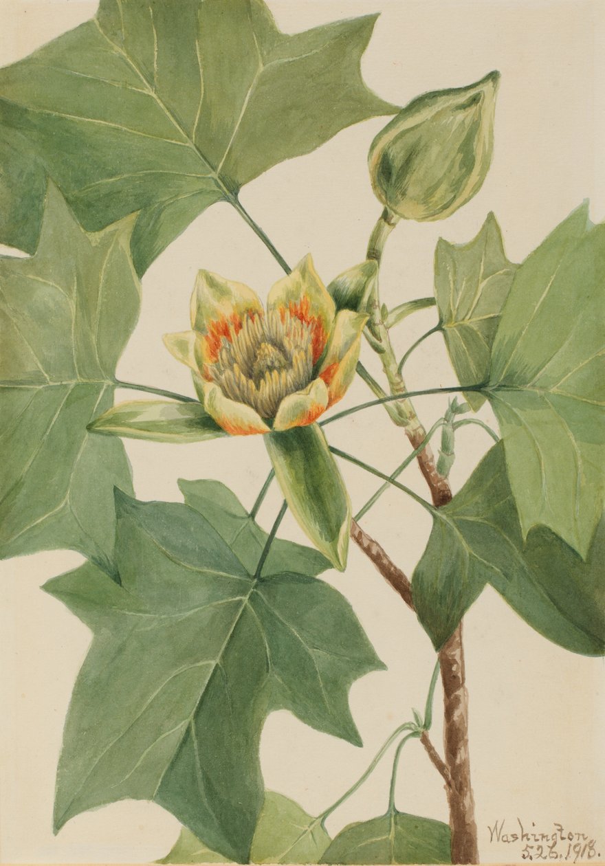 Tulpenbaum von Mary Vaux Walcott