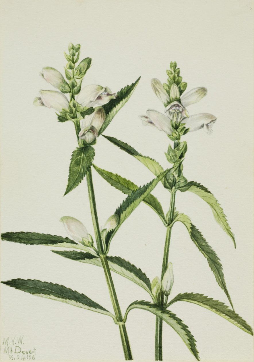 Schildkrötenkopf (Chelone glabra) von Mary Vaux Walcott