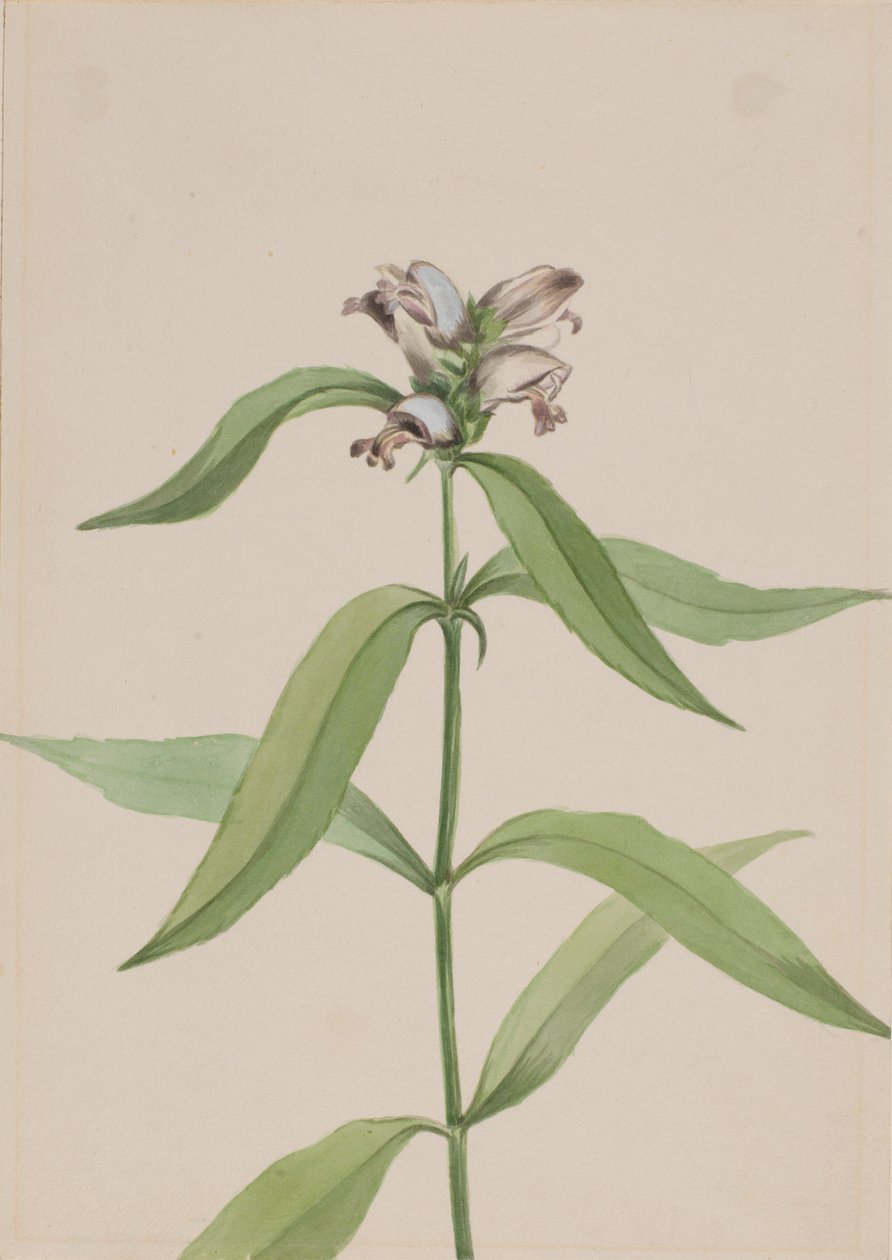 Schilddrüsenblume (Chelone glabra) von Mary Vaux Walcott