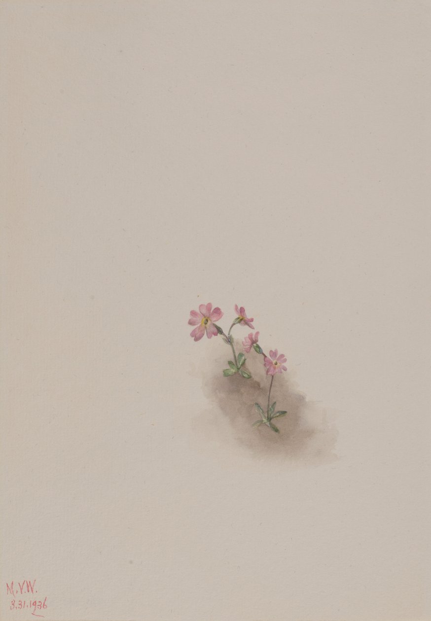 Ohne Titel--Blumenstudie von Mary Vaux Walcott