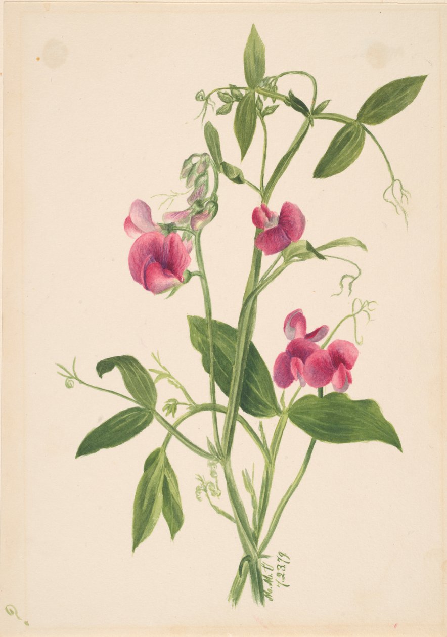 Unbetitelt - Blumenstudie von Mary Vaux Walcott