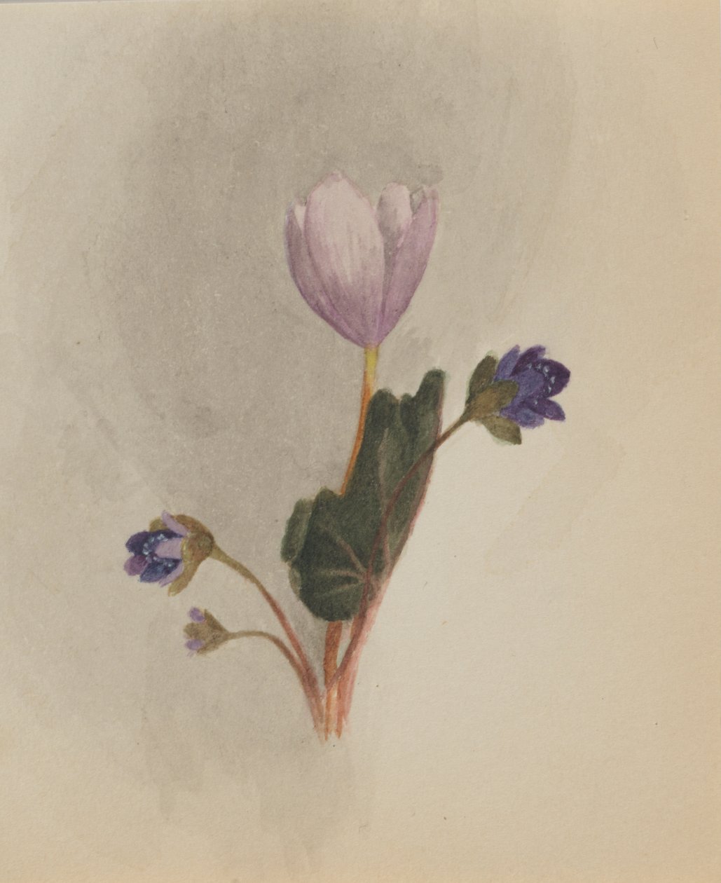Ohne Titel--Blumenstudie, ca. 1876. von Mary Vaux Walcott