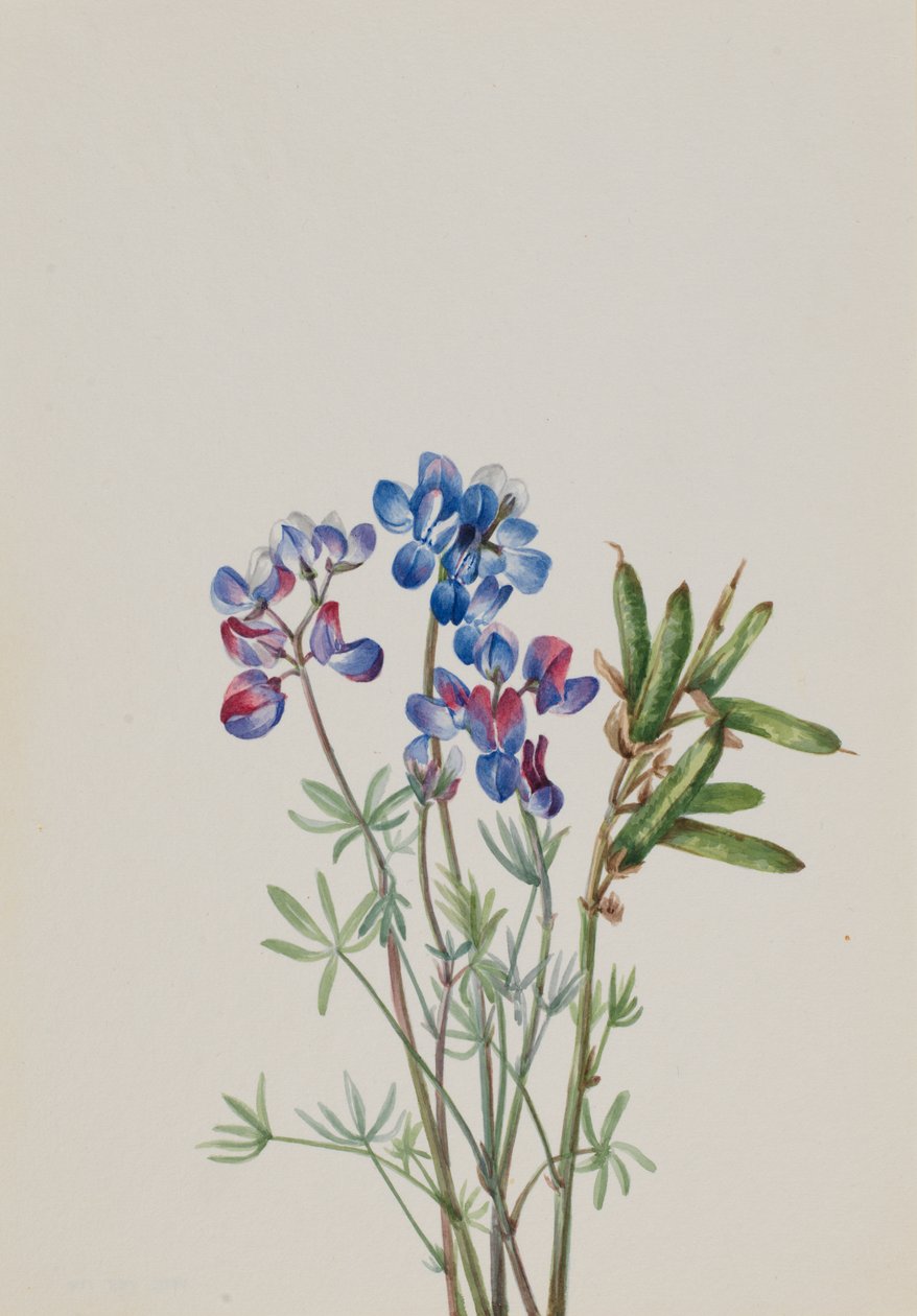 Ohne Titel - Blumenstudie von Mary Vaux Walcott