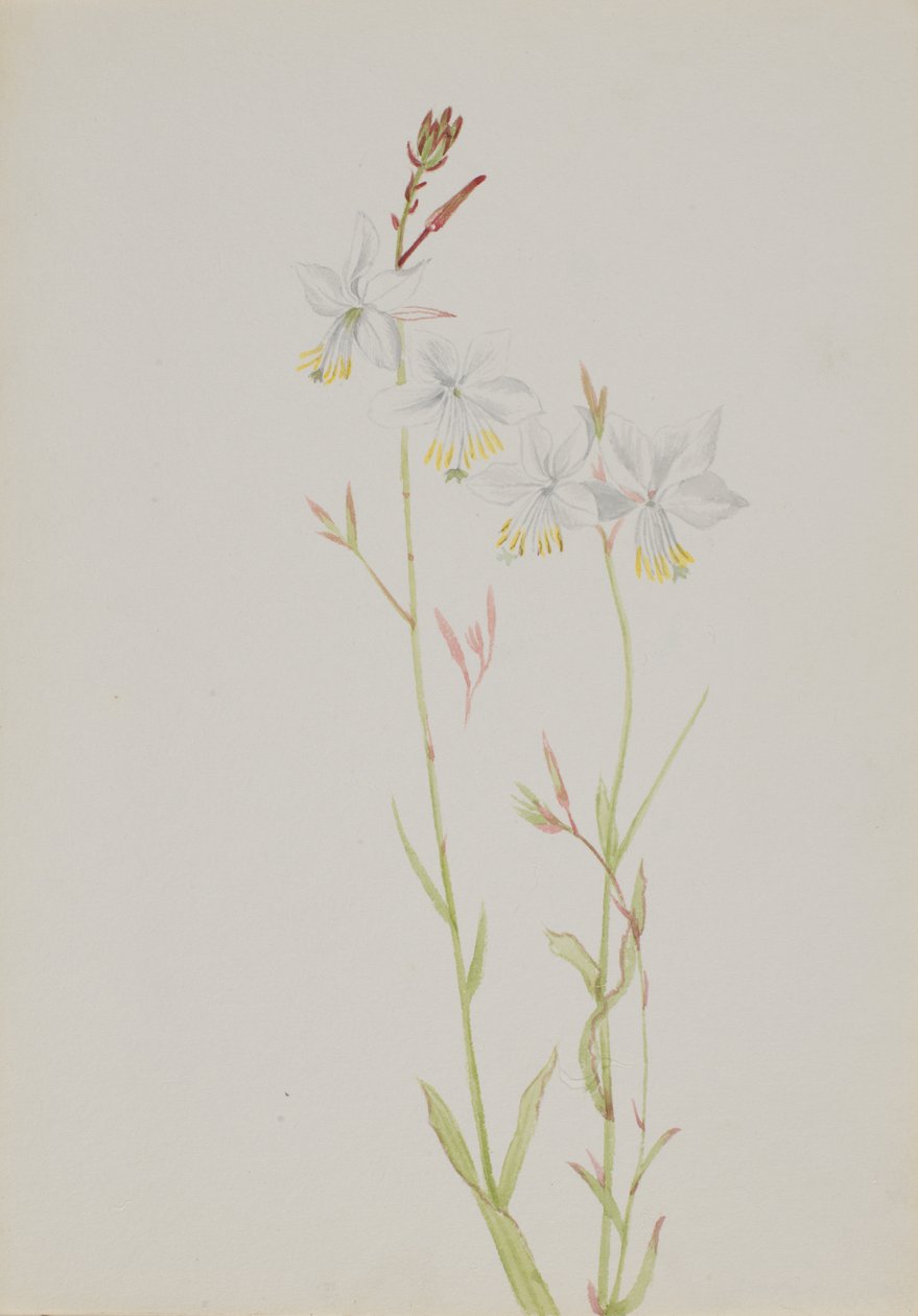 Ohne Titel - Blumenstudie, n.d. von Mary Vaux Walcott