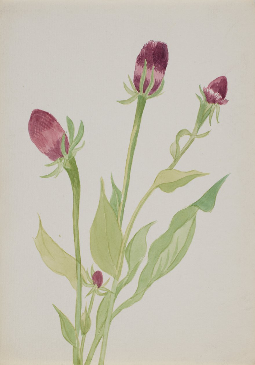 Ohne Titel--Blumenstudie, n.d. von Mary Vaux Walcott