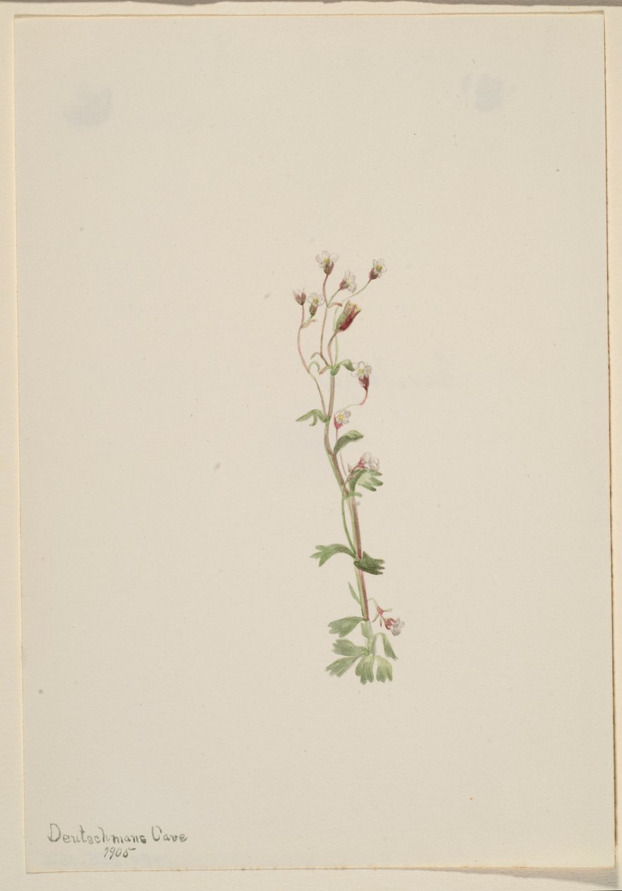 Ohne Titel - Pflanzenstudie von Mary Vaux Walcott