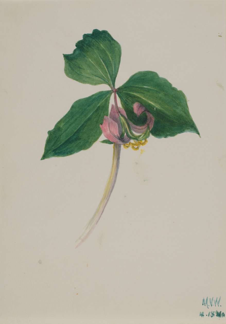 Ohne Titel von Mary Vaux Walcott