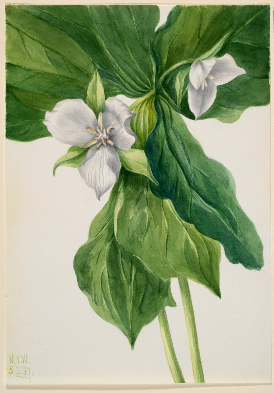 Wake-Robin (Trillium simile) von Mary Vaux Walcott