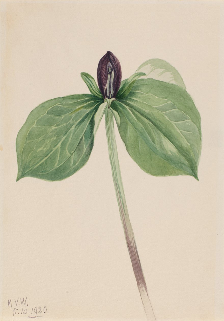 Wake-Robin Trillium sessile, 1920 von Mary Vaux Walcott