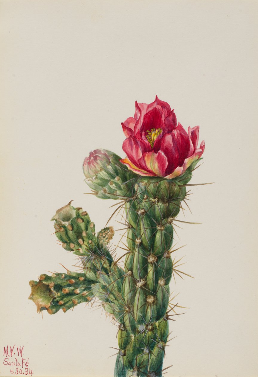 Wandelnder Cholla (Opuntia imbricata) von Mary Vaux Walcott