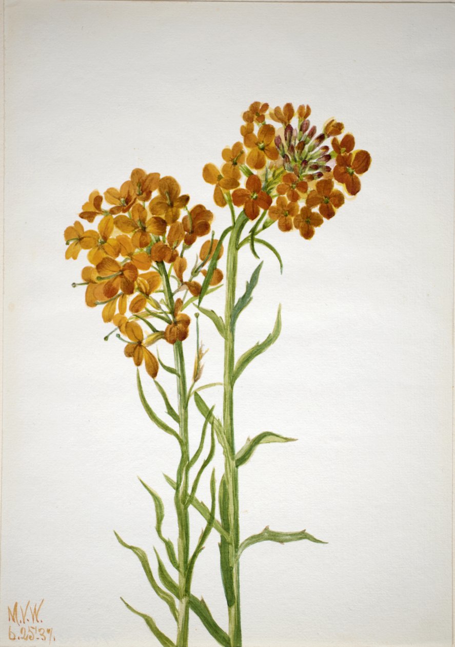 Goldlack Erysimum wheeleri, 1937. von Mary Vaux Walcott