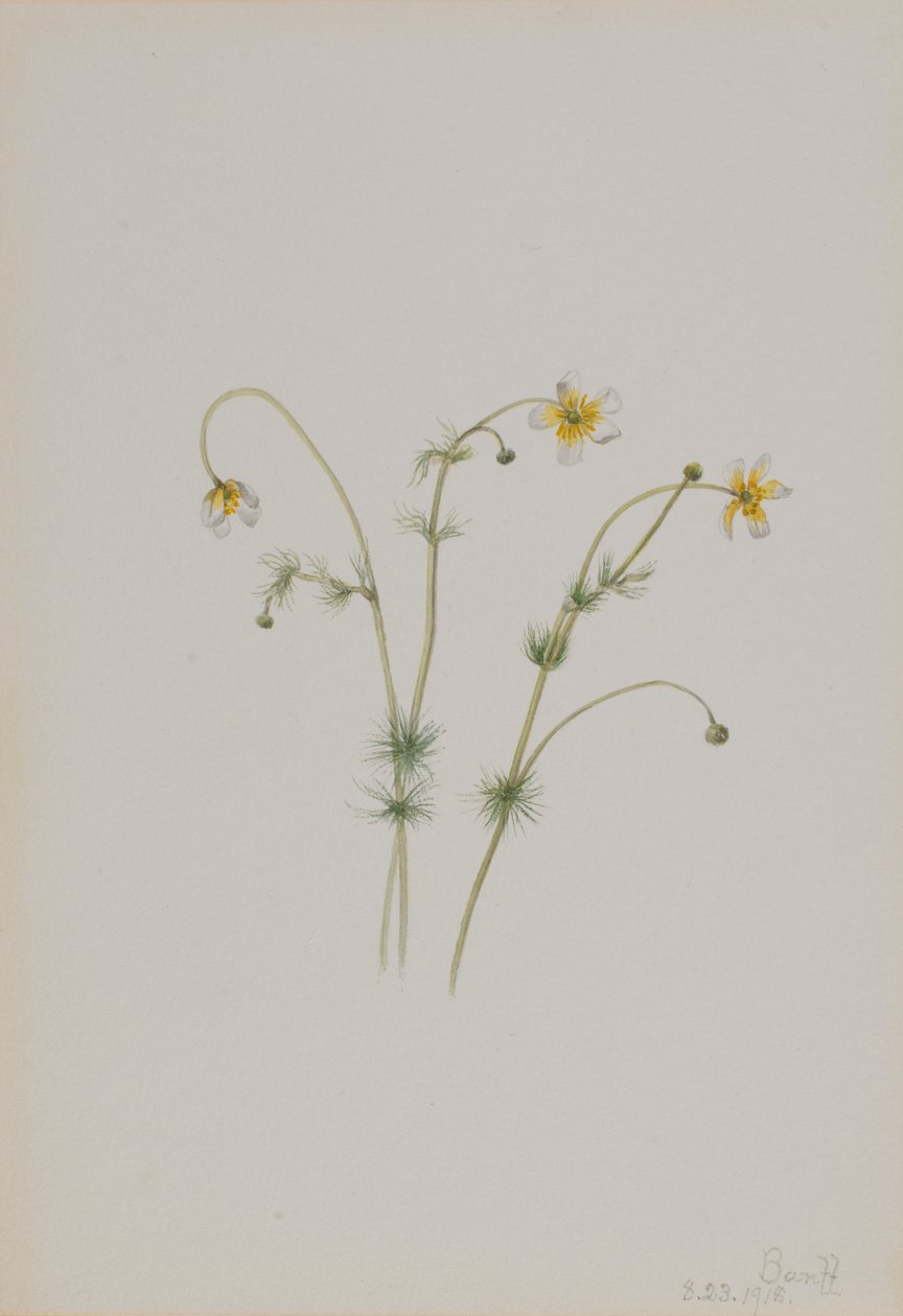 Wasser-Hahnenfuß (Batrachium trichophyllum) von Mary Vaux Walcott