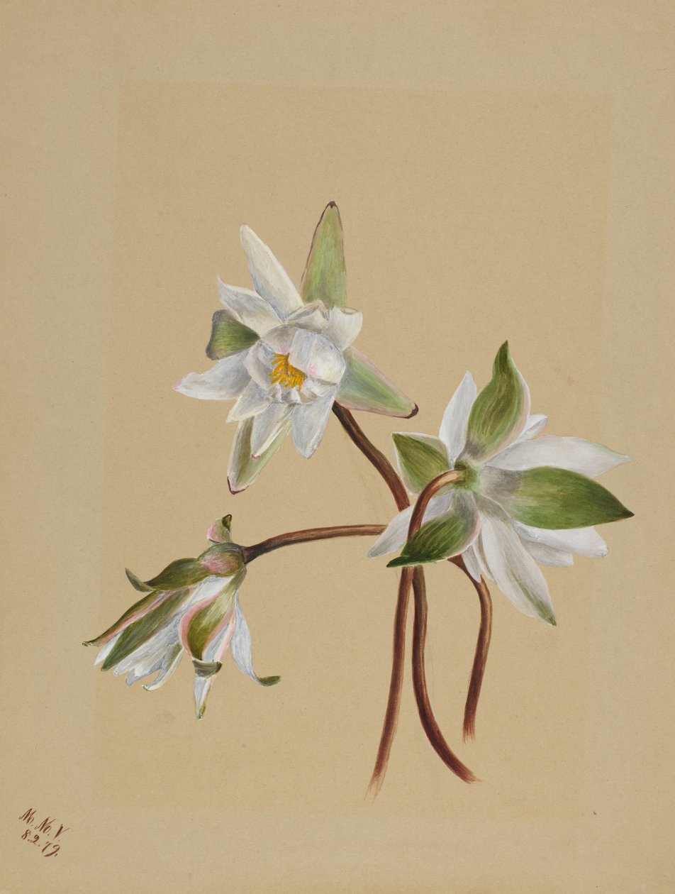 Seerosen Castalia odorata, 1879 von Mary Vaux Walcott