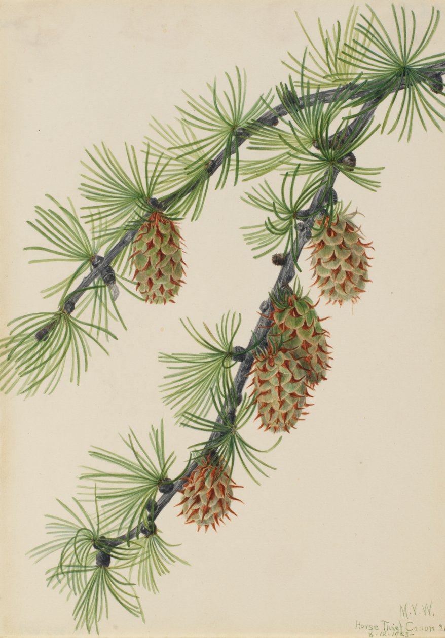 Westliche Lärche (Larix occidentalis) von Mary Vaux Walcott