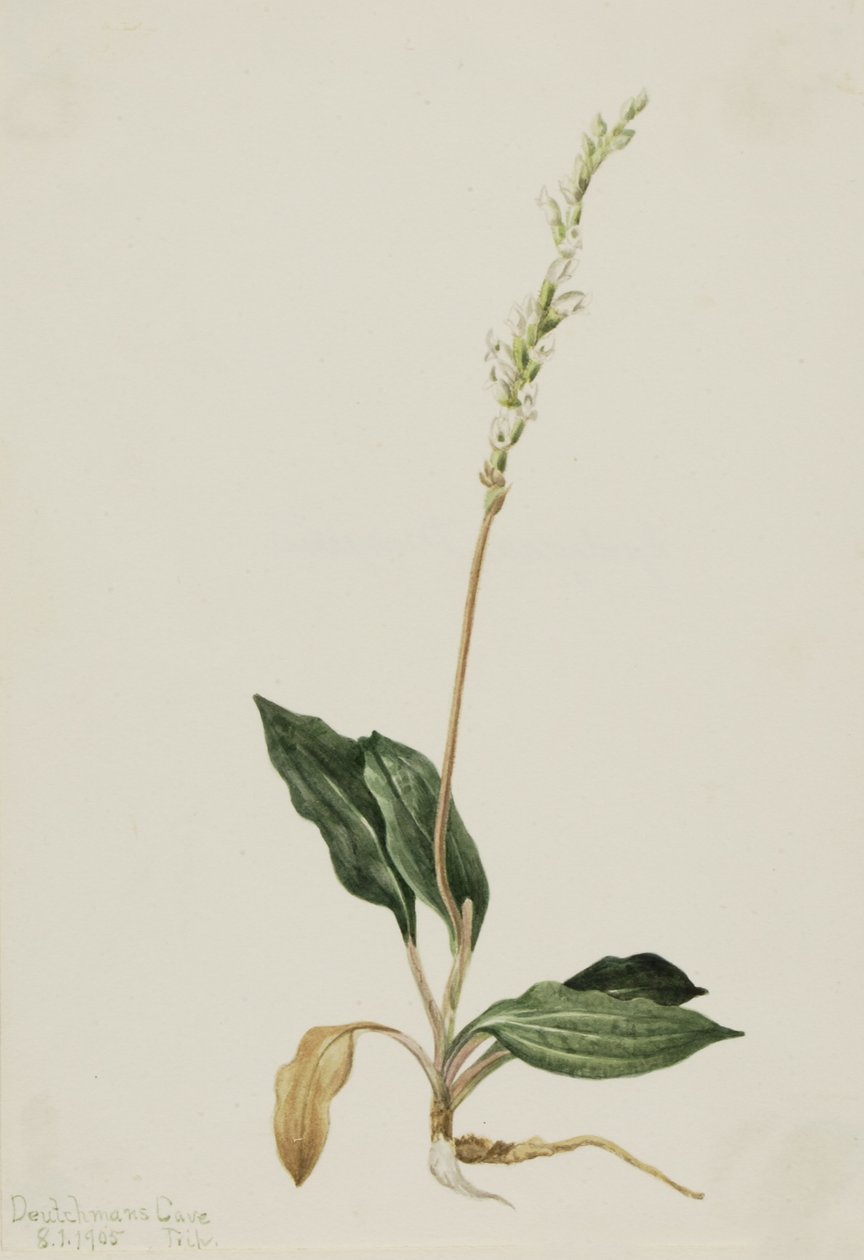 Westliche Klapperschlangen-Wurzel (Peranium decipiens) von Mary Vaux Walcott