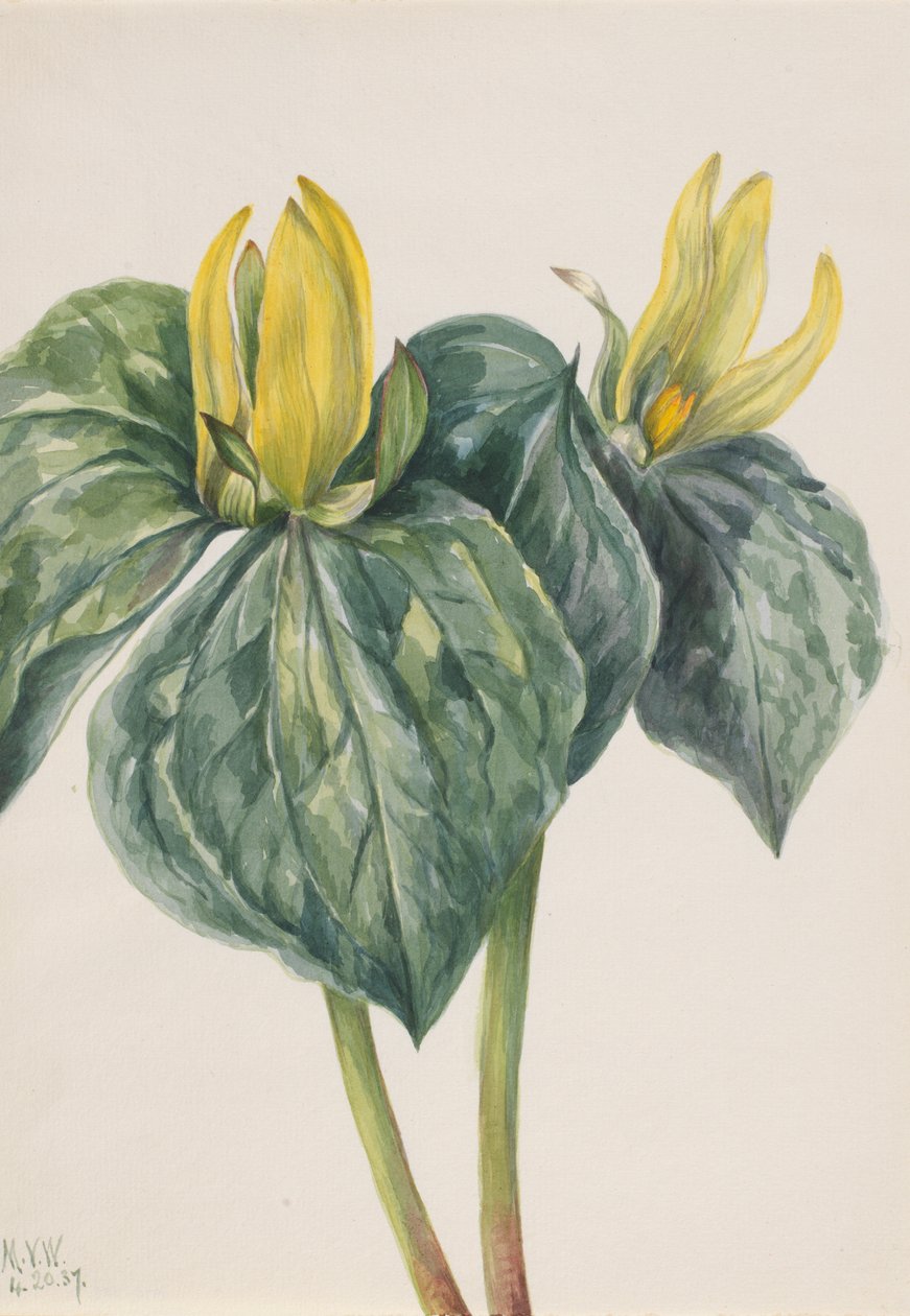 Whippoorwill Blume Trillium hugeri, 1937 von Mary Vaux Walcott
