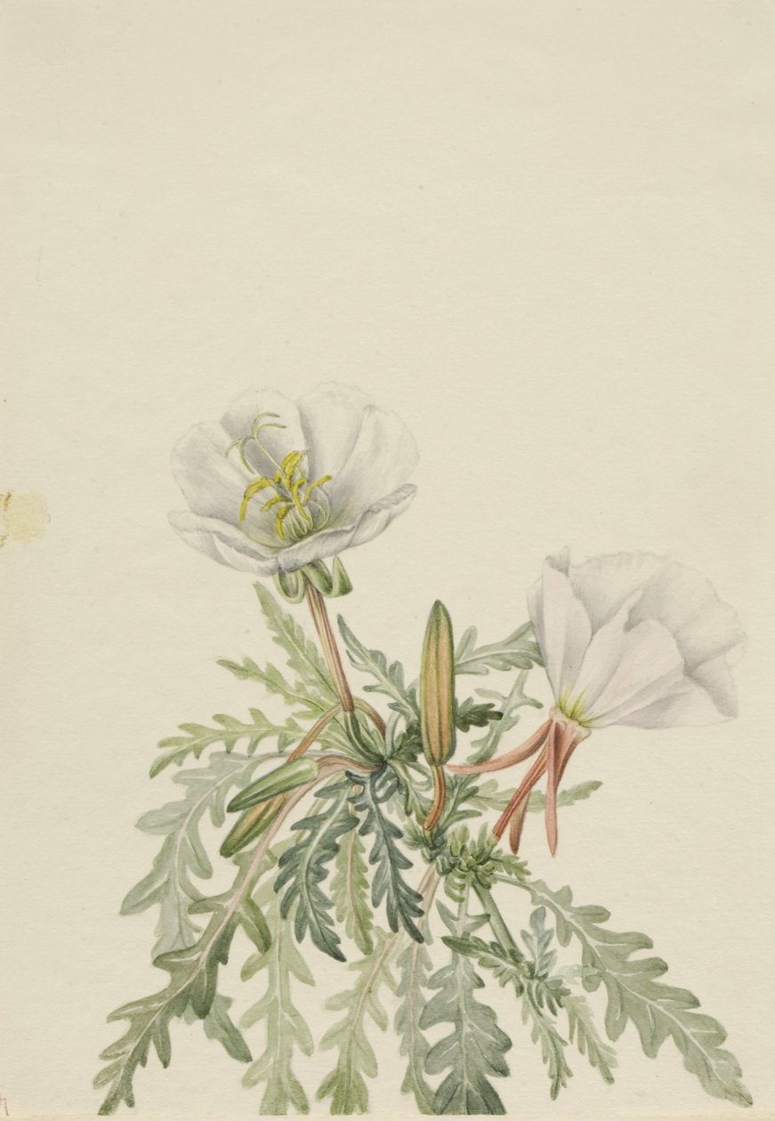 Weiße Morgenrose (Pachyloplus marginatus) von Mary Vaux Walcott