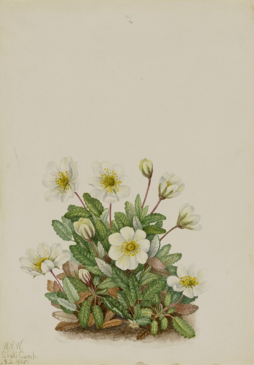 Weiße Dryade (Dryas octopetala) von Mary Vaux Walcott