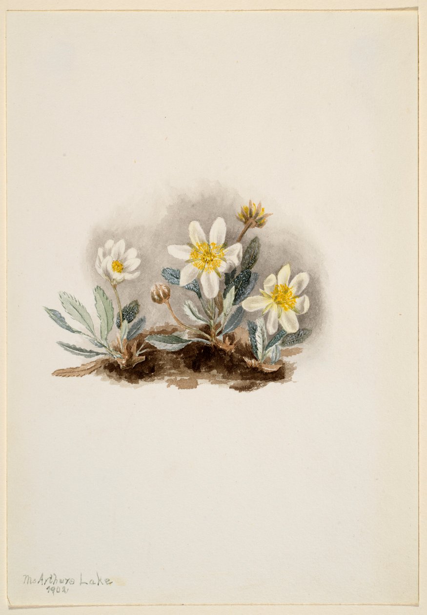Weiße Dryade (Dryas octopetala) von Mary Vaux Walcott