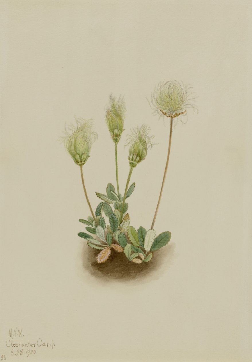 Weiße Dryade (Dryas octopetala) von Mary Vaux Walcott
