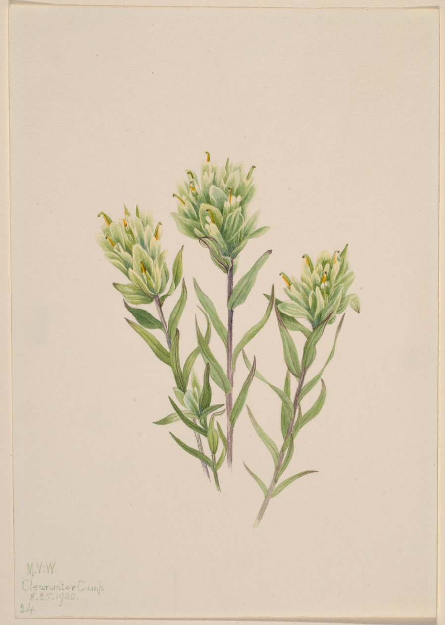 Weiße Indianer-Pinselblume (Castilleja occidentalis) von Mary Vaux Walcott