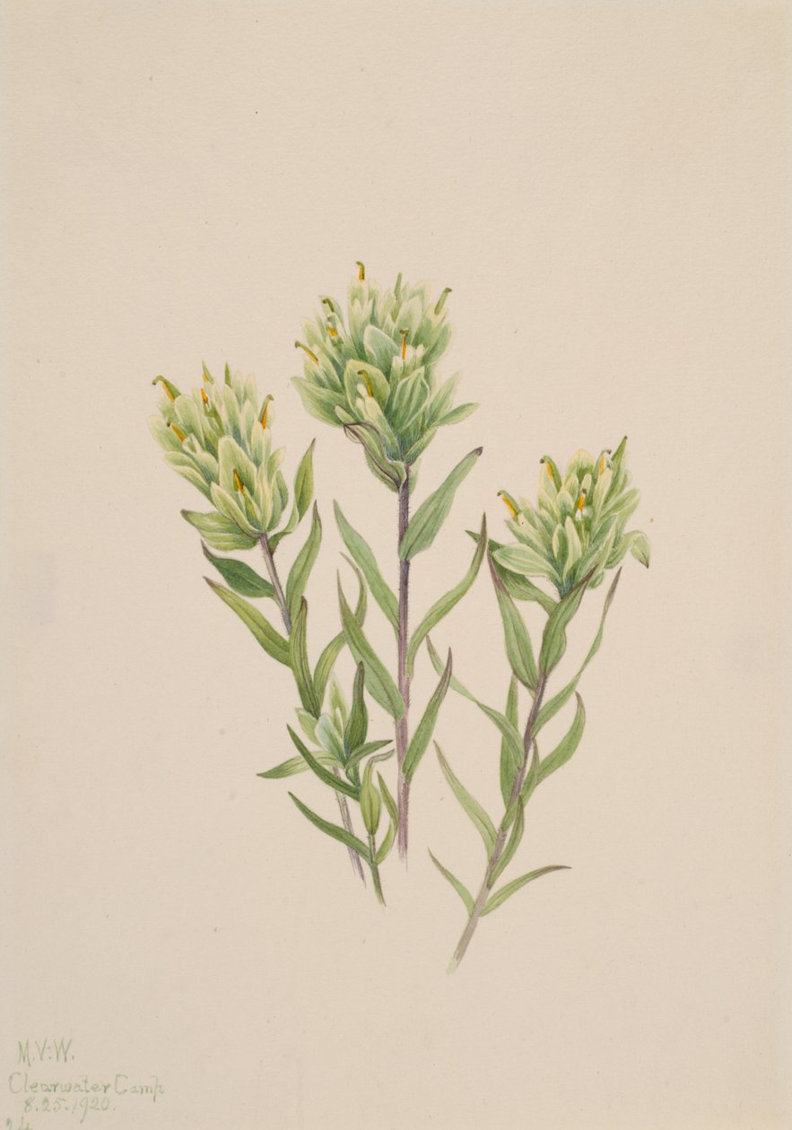 Weiße Indianer-Pinselblume Castilleja occidentalis von Mary Vaux Walcott
