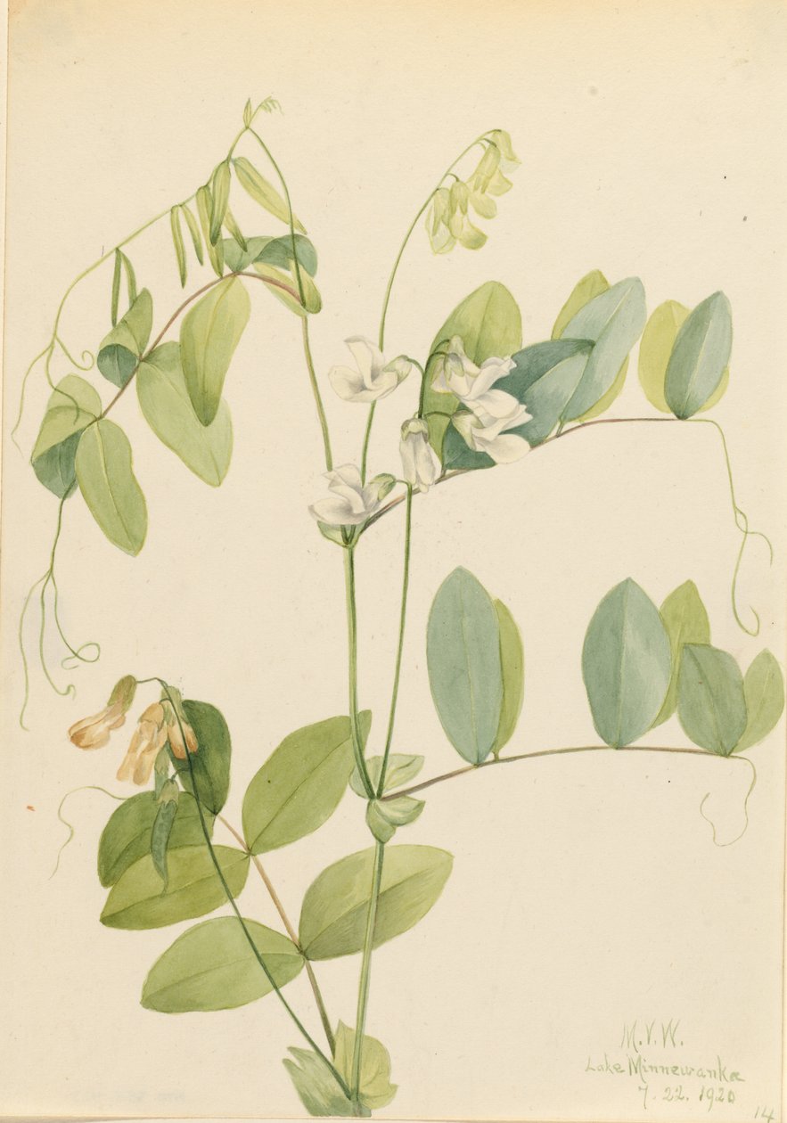 Weiße Platterbse (Lathyrus ochroleucus) von Mary Vaux Walcott