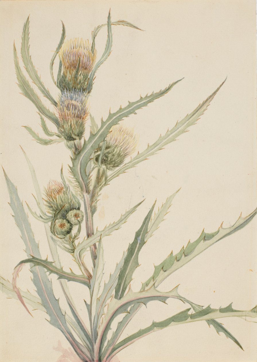 Weiße Distel (Cirsium hookeranum) von Mary Vaux Walcott