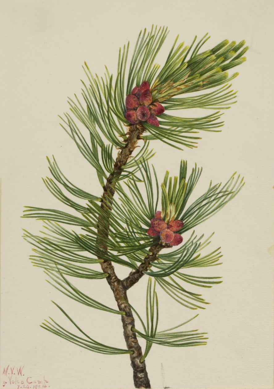 Weißrindenkiefer (Pinus albicaulis) von Mary Vaux Walcott