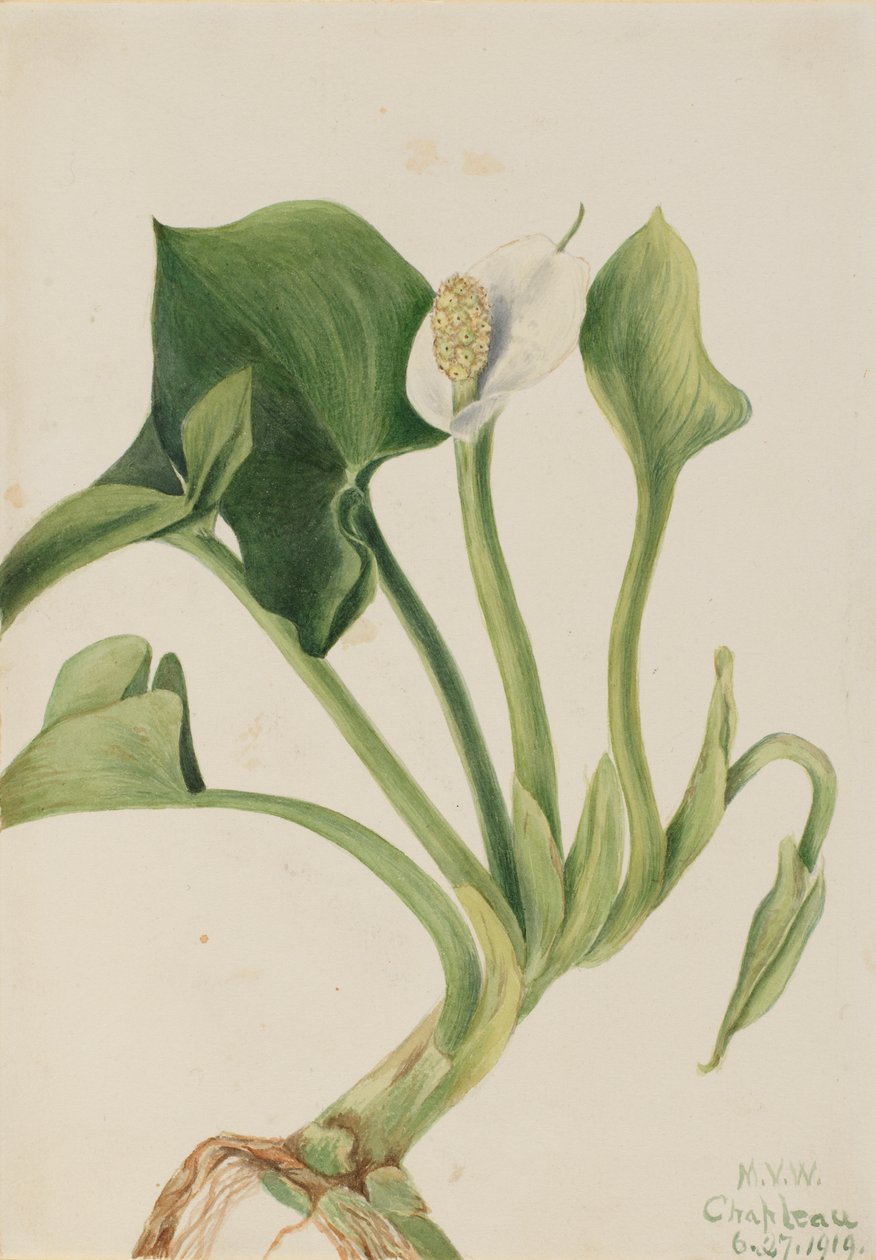 Wilde Calla (Calla palustris), 1919 von Mary Vaux Walcott