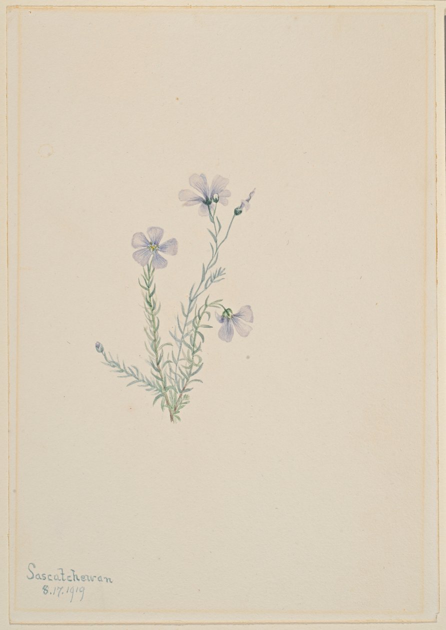 Wilder Flachs (Linum lewisii) von Mary Vaux Walcott