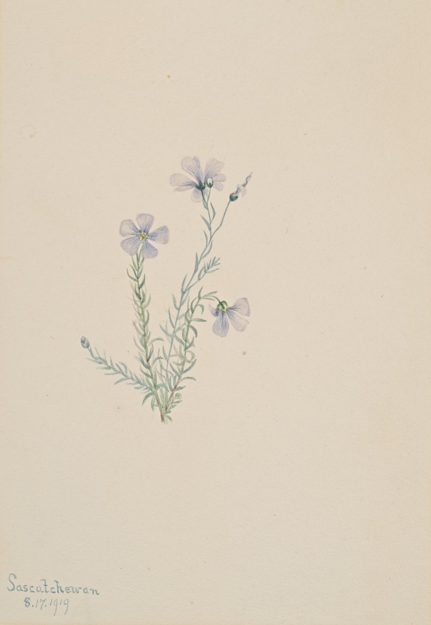 Wilder Flachs Linum lewisii, 1919 von Mary Vaux Walcott