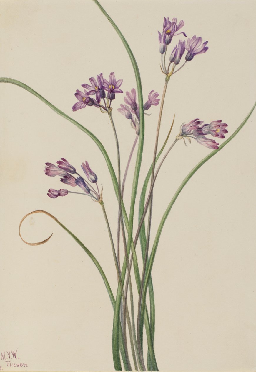Wilde Hyazinthe (Brodiaea pulchella) von Mary Vaux Walcott
