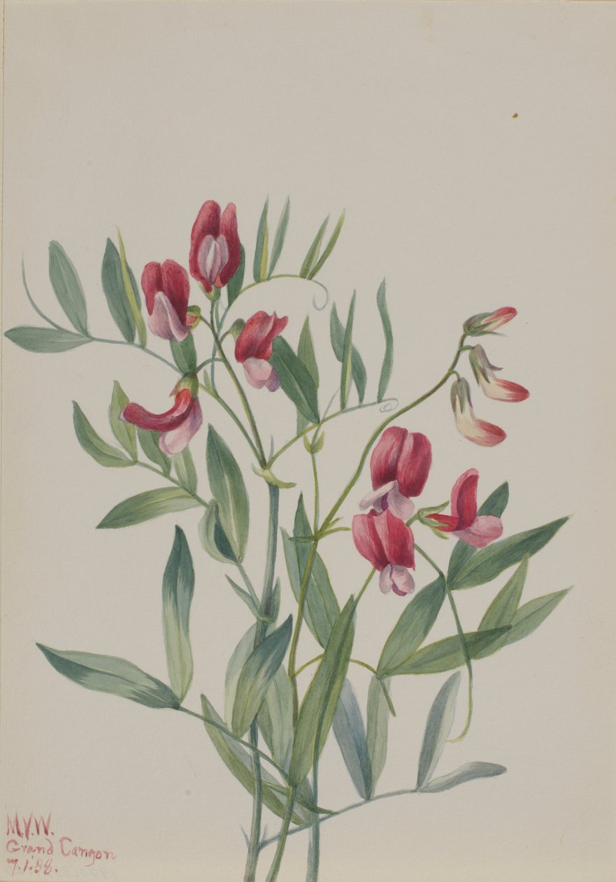 Wilde Erbse Lathyrus decaphyllus, 1938 von Mary Vaux Walcott