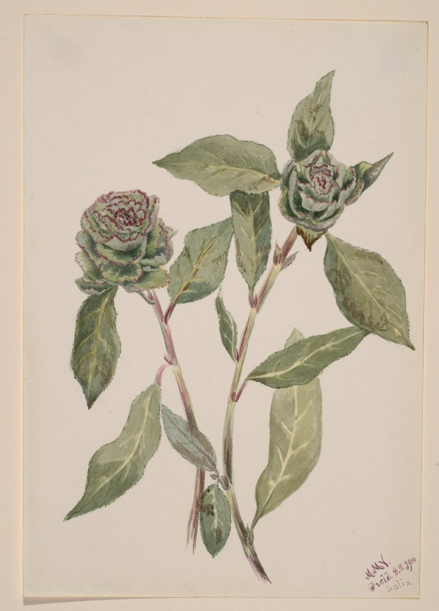 Weide (Salix) von Mary Vaux Walcott