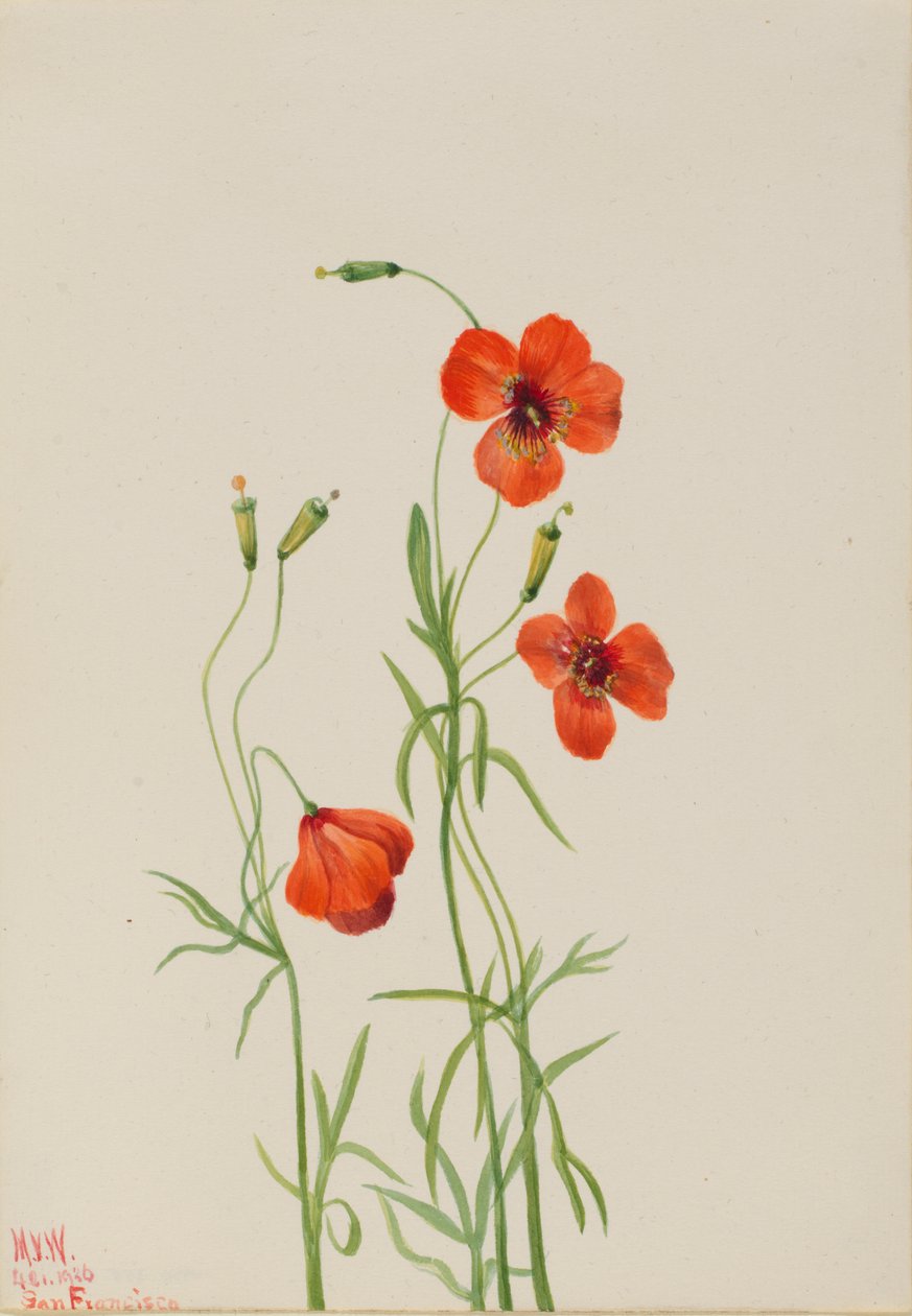 Windmohn Stylomecon heterophylla von Mary Vaux Walcott