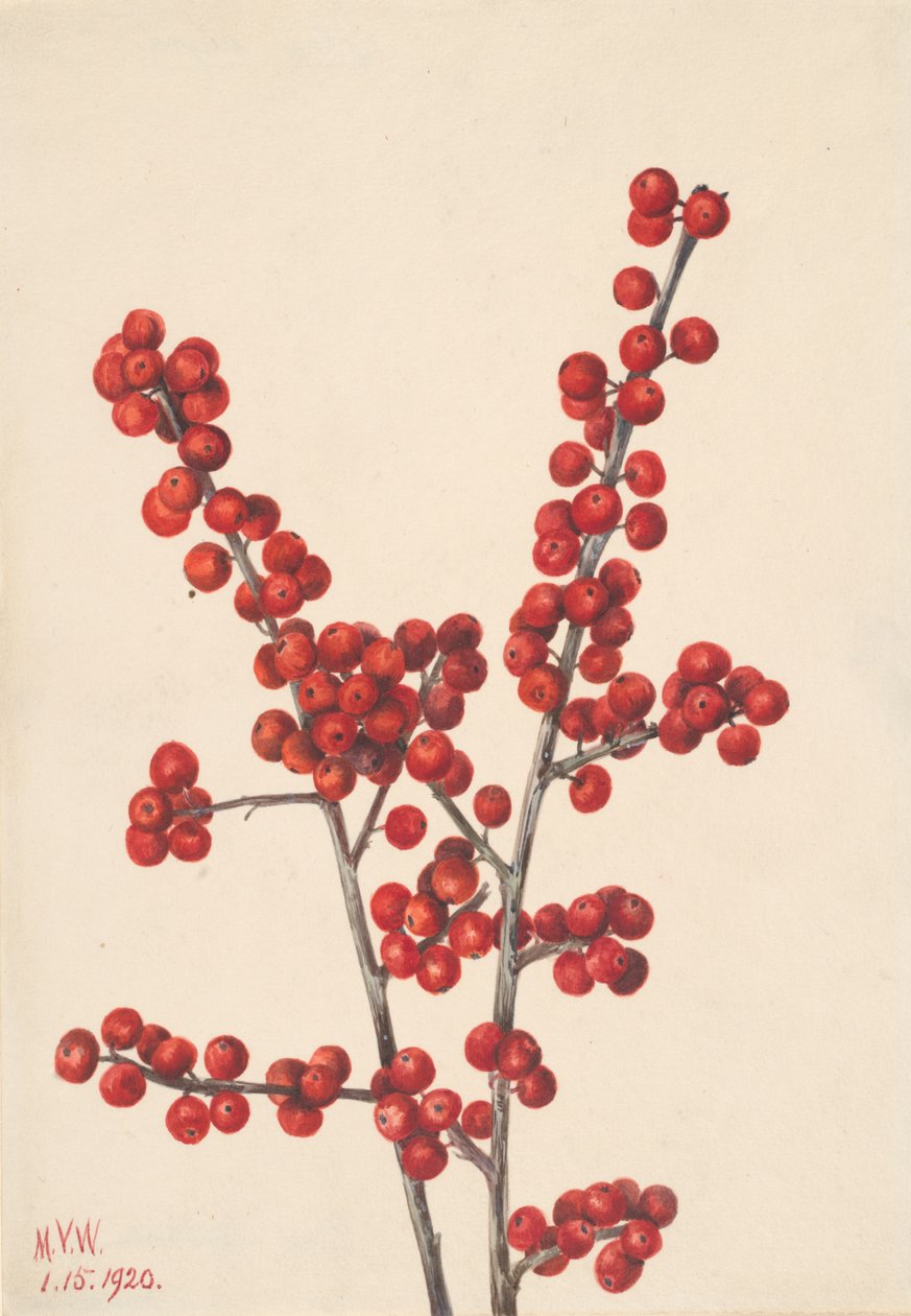 Winterbeere Ilex verticillata, 1920 von Mary Vaux Walcott