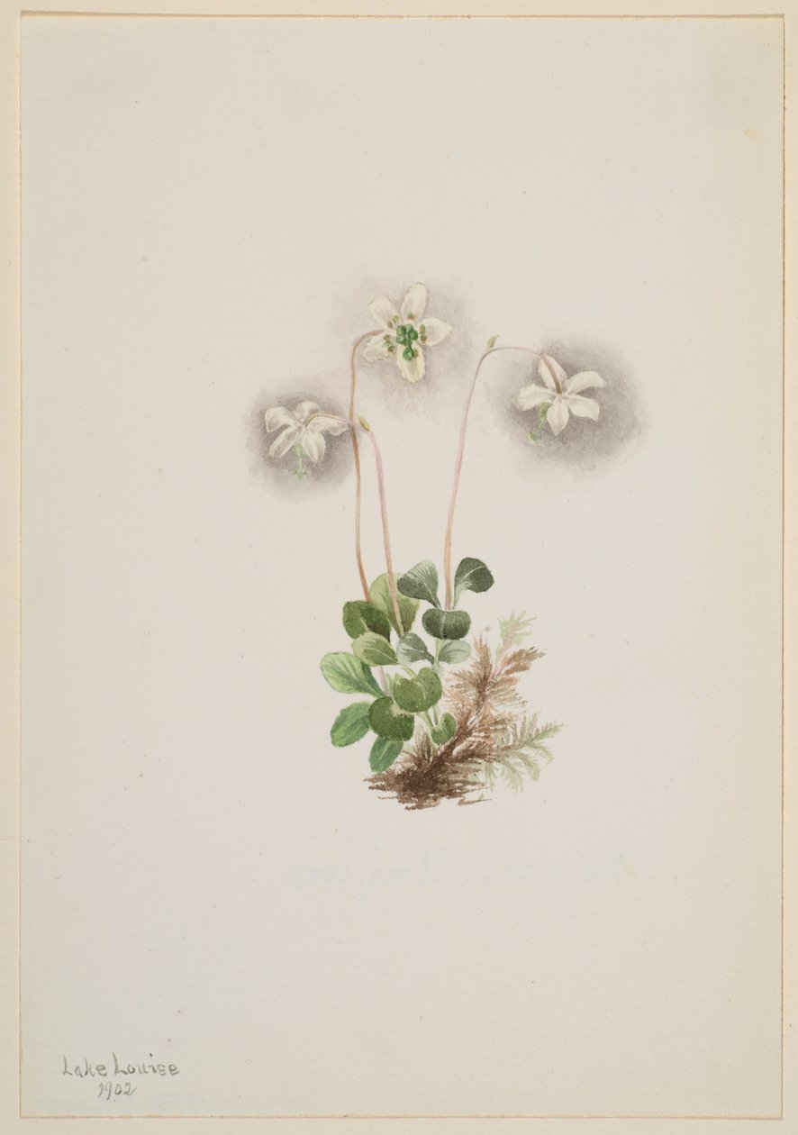 Waldnymphe (Moneses uniflora) von Mary Vaux Walcott