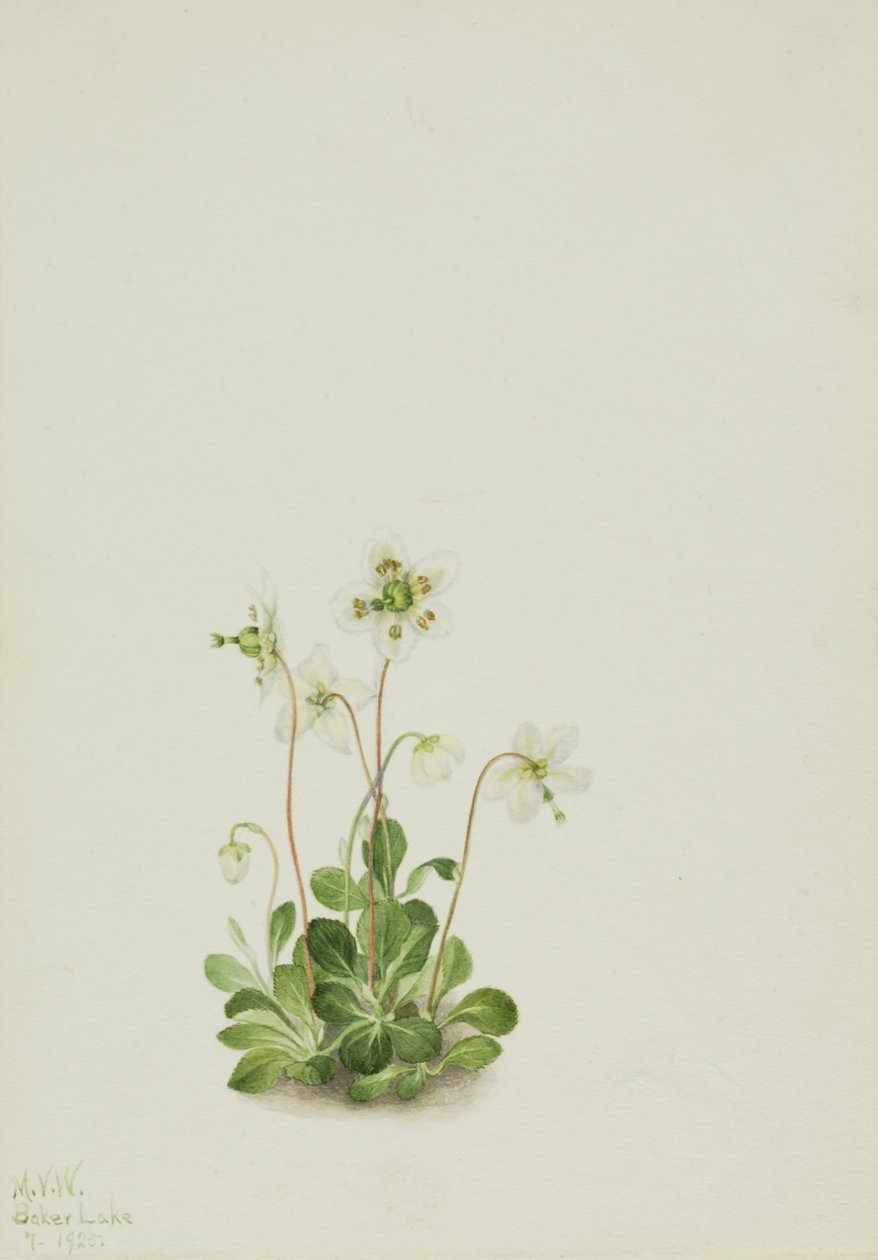 Waldnymphe (Moneses uniflora) von Mary Vaux Walcott