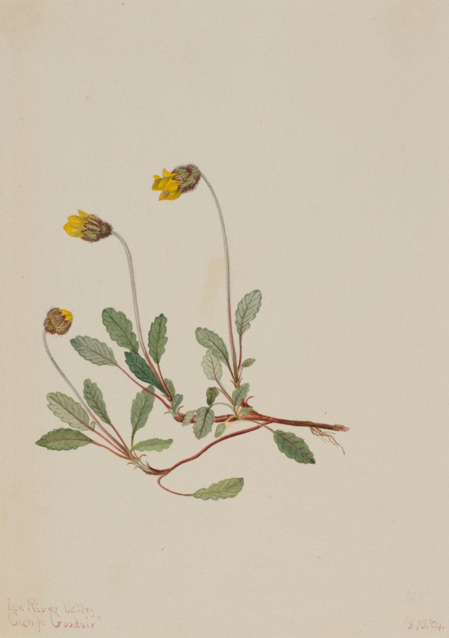 Gelbe Dryade (Dryas drummondii) von Mary Vaux Walcott