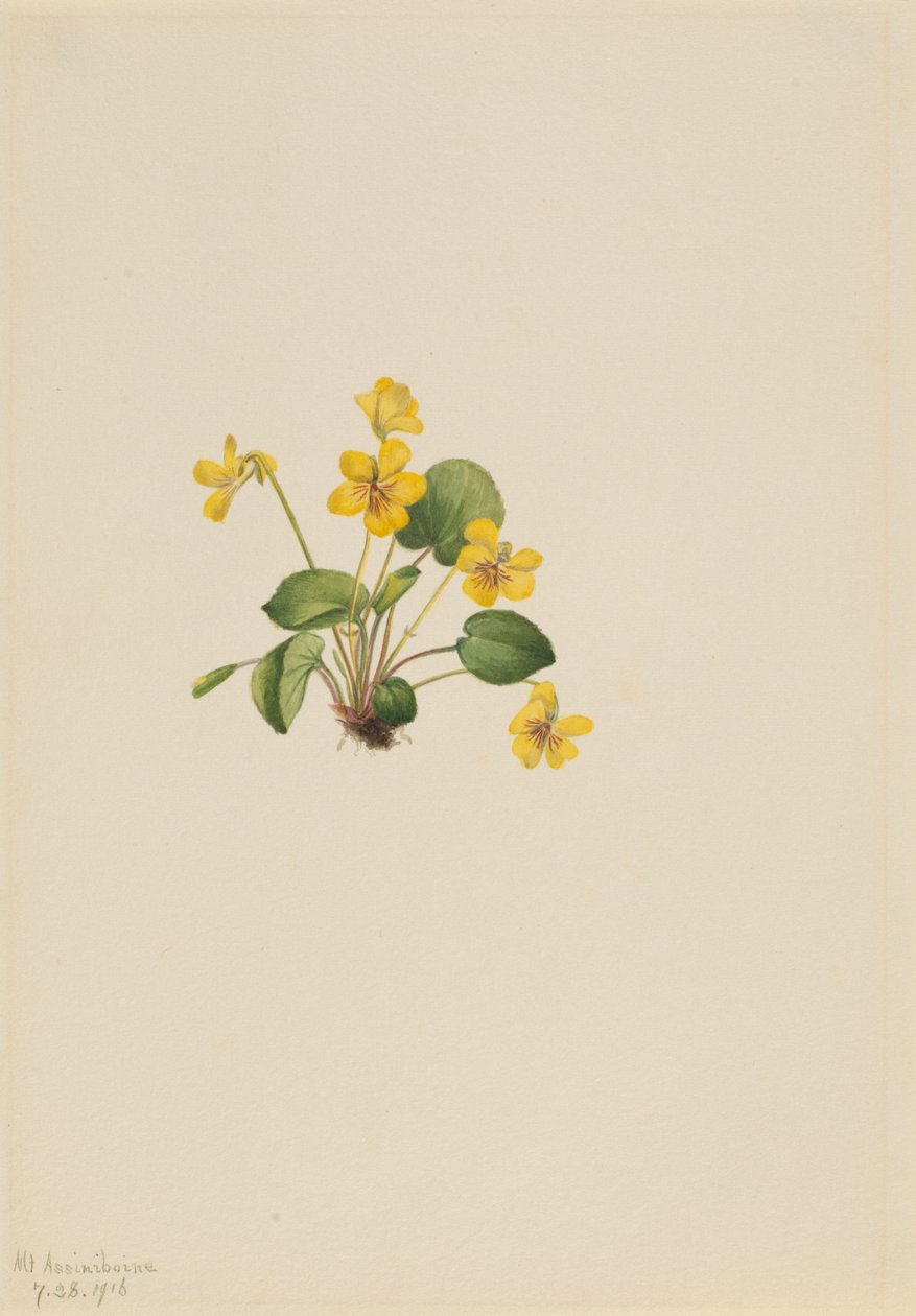 Gelbes Veilchen (Viola orbiculata) von Mary Vaux Walcott