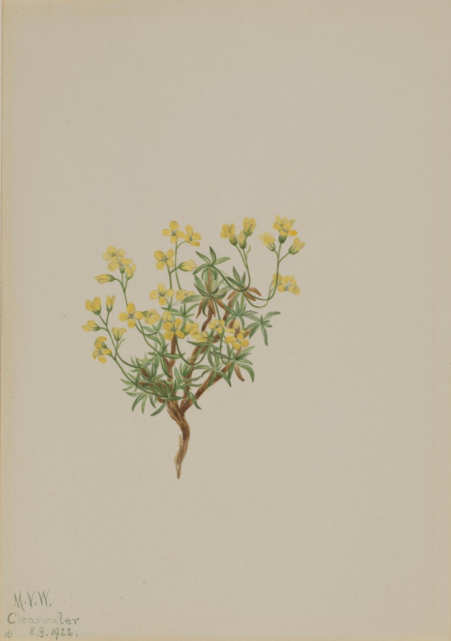 Gelbes Weidengras von Mary Vaux Walcott