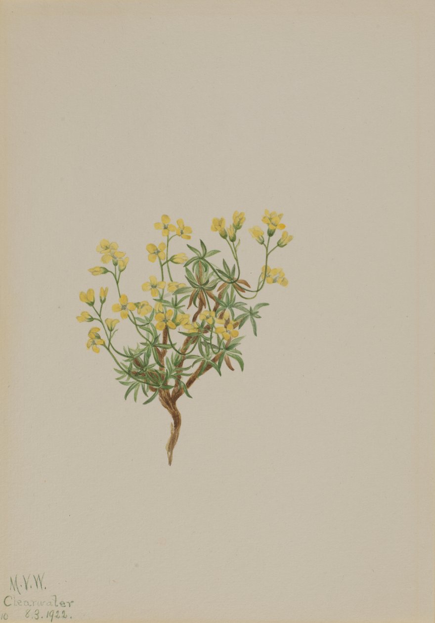 Gelbes Weidengras von Mary Vaux Walcott