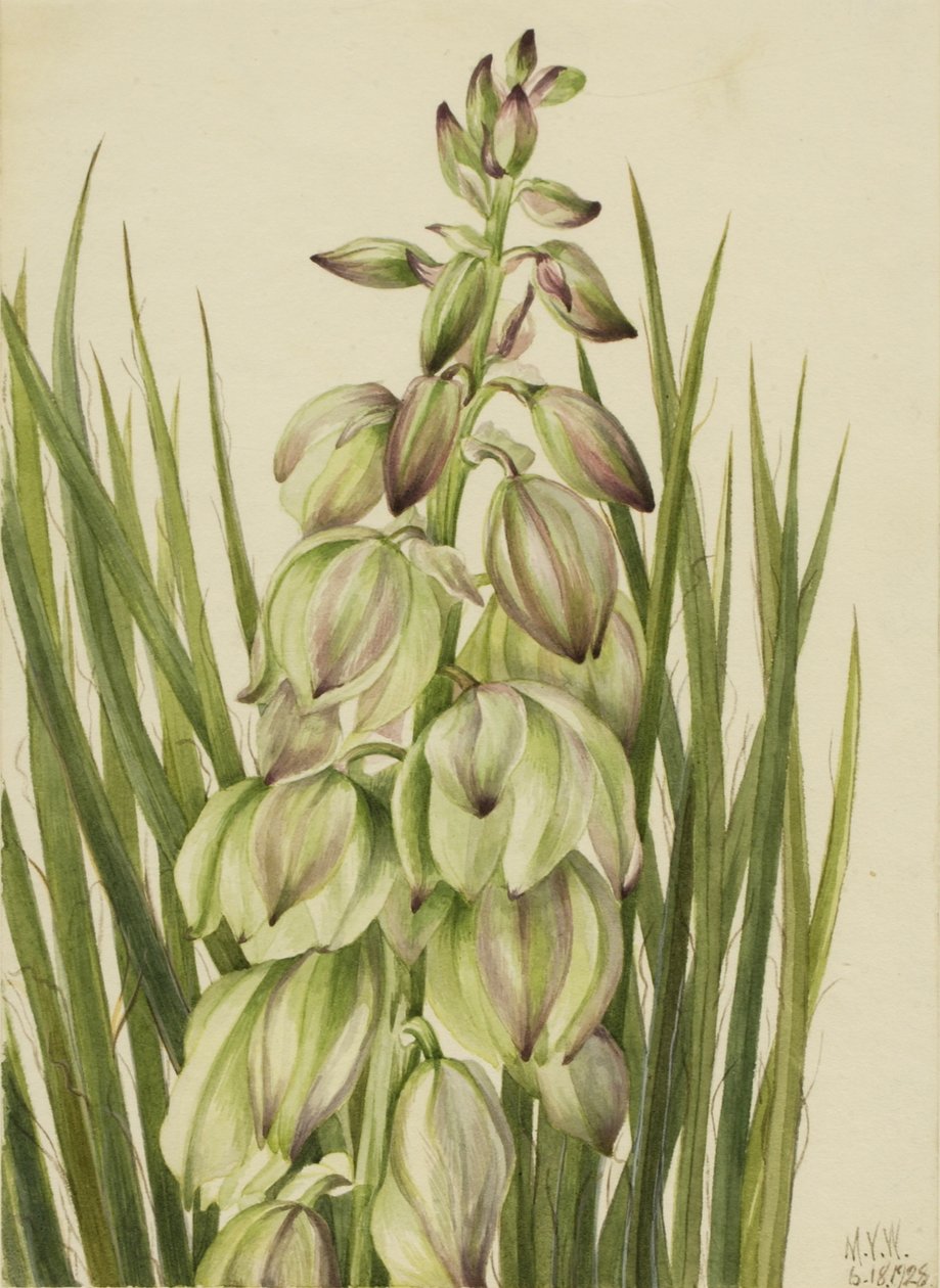 Yucca (Yucca baileyi) von Mary Vaux Walcott