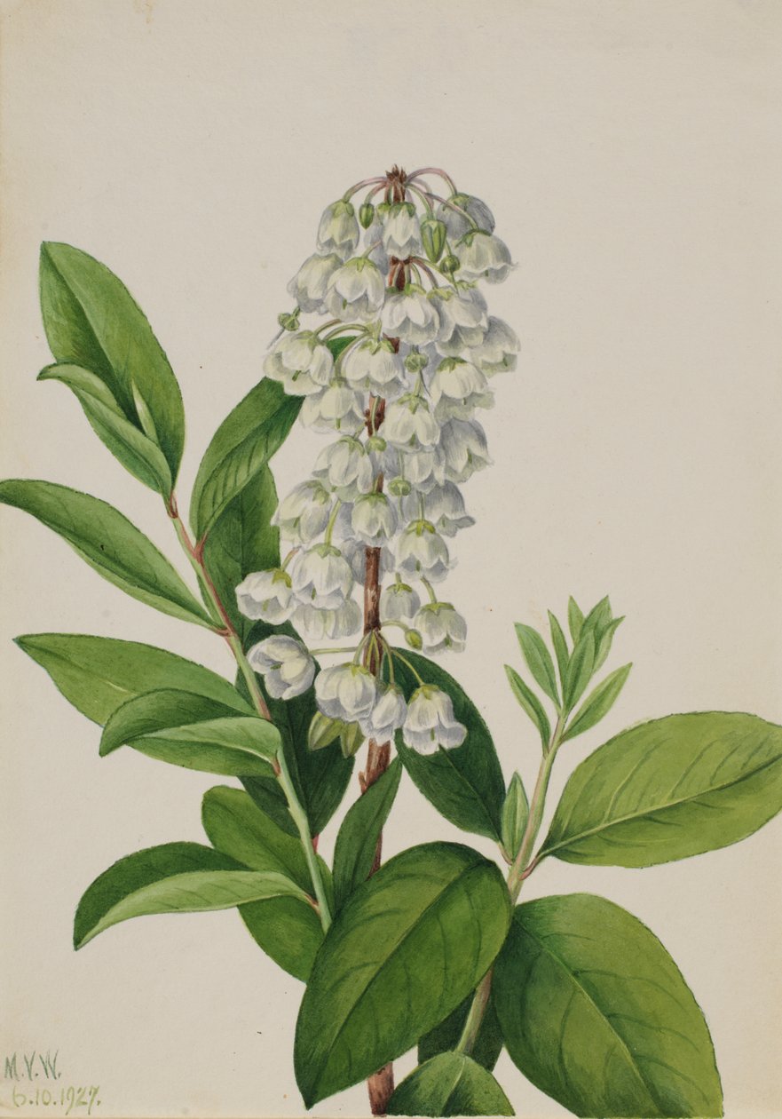 Zenobia (Zenobia cassinifolia) von Mary Vaux Walcott