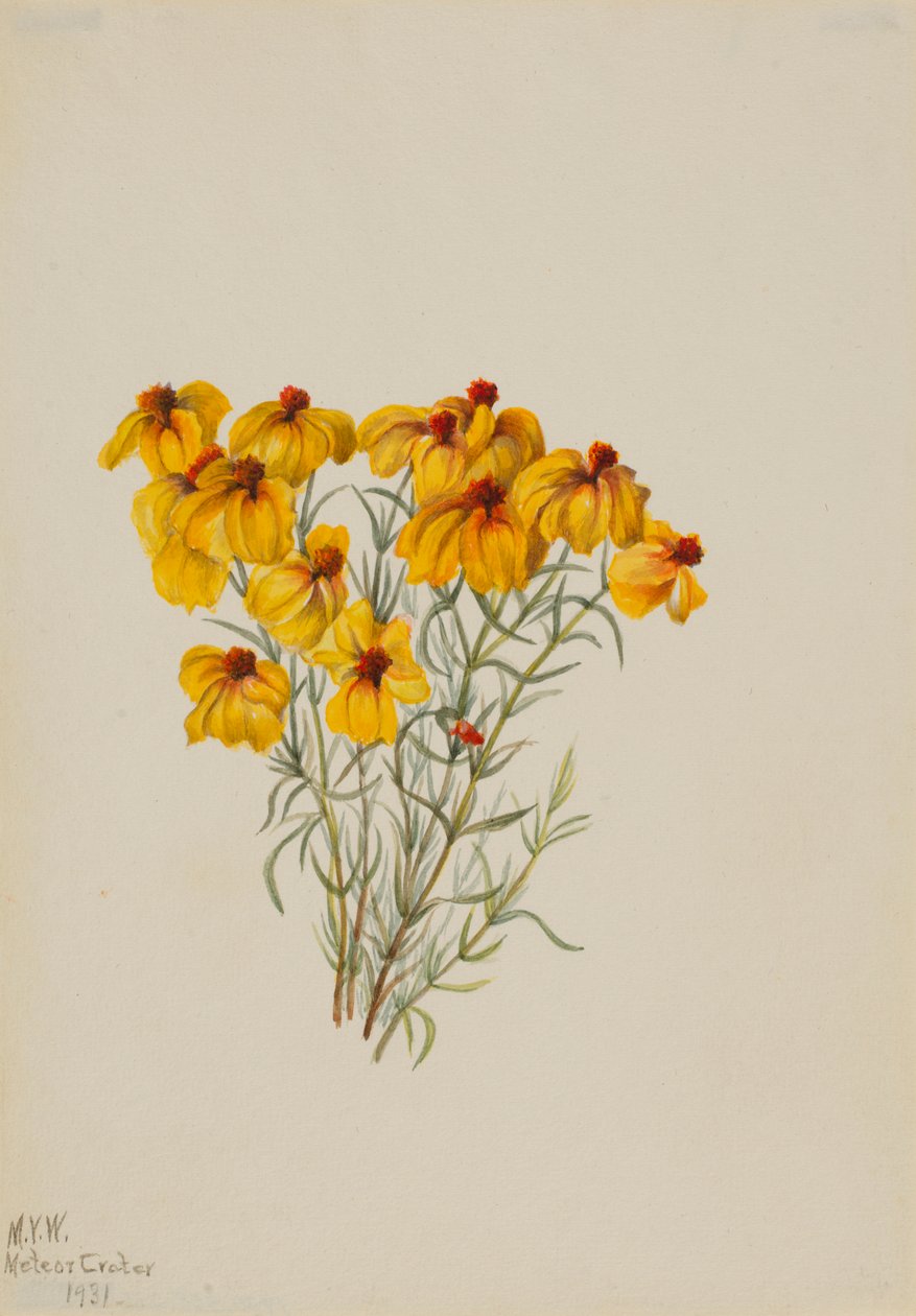 Zinnie (Zinnia grandiflora) von Mary Vaux Walcott