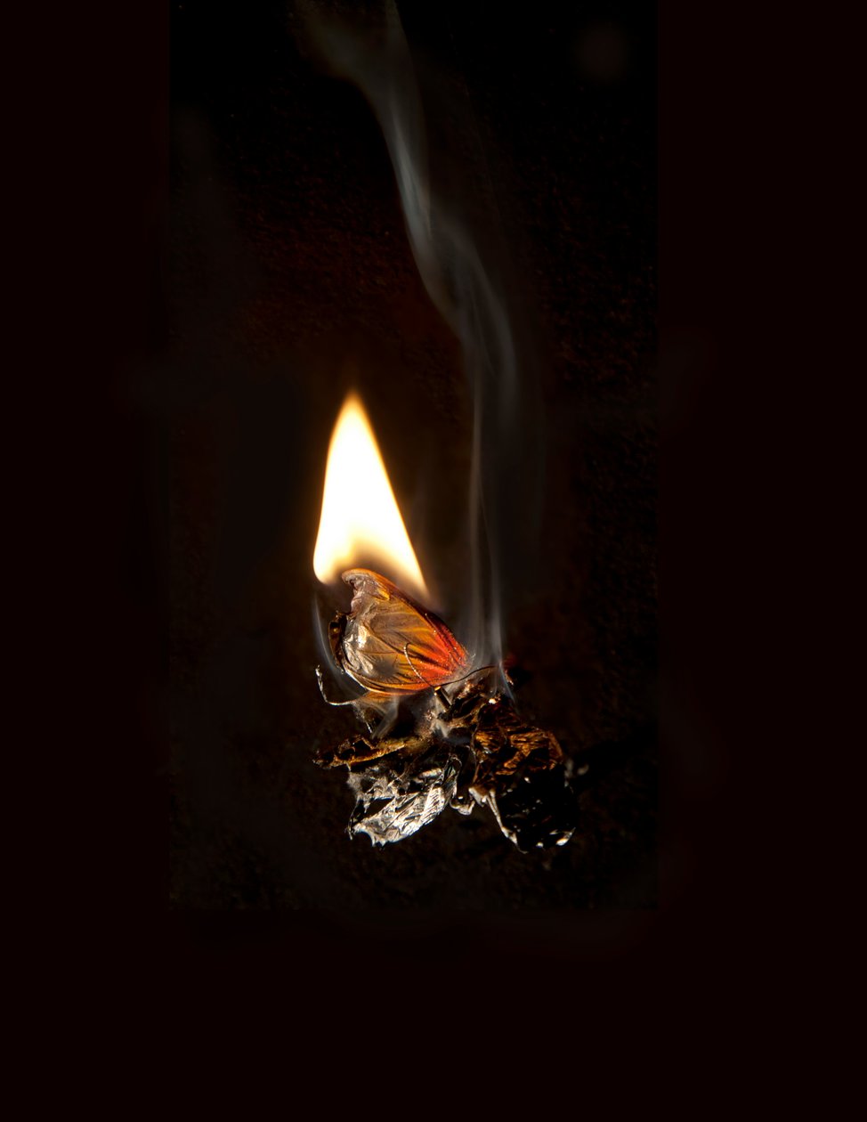 Brennender Schmetterling 19, 2013 von Mat Collishaw