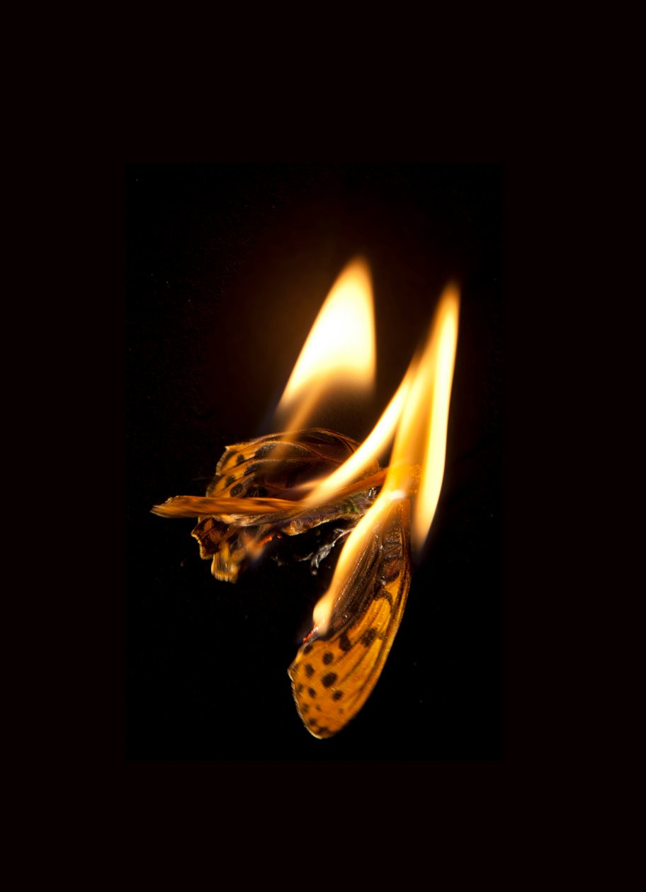Brennender Schmetterling 20 von Mat Collishaw